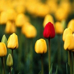 Meet your Posher, Asma